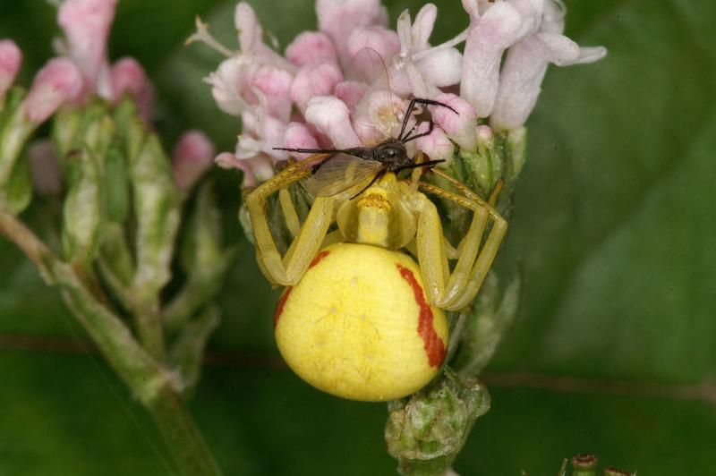 Misumena_vatia_D4913_Z_90_Les Gris_Frankrijk.jpg